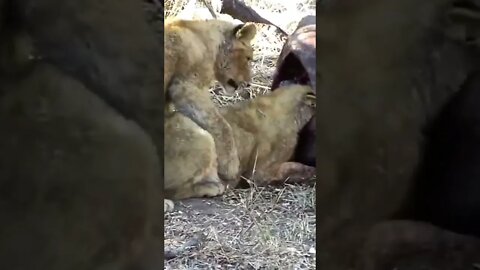 Lion Cub Tries To Play With Feeding Sibling #shorts #creativitydecoded