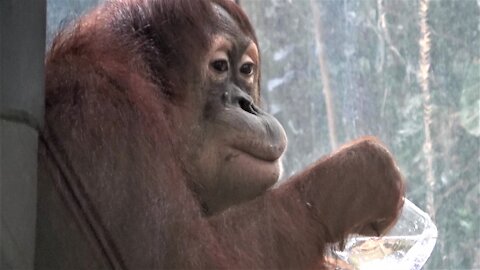 Orangutan drinks water from glass like a human