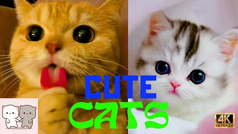 Cute Cats - Cute Kittens Compilation