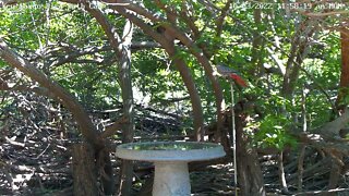 Common Ground Dove