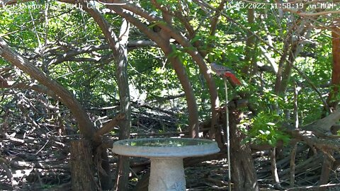 Common Ground Dove