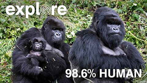 Gorillas...98.6% Human - Explore Documentary