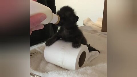 Kitten Bottle Feeding asmr ? No, This's not Bottle Feeding asmr