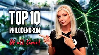 My TOP 10 Philodendron of ALL TIME!