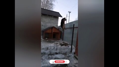 The dog jumps above the fence