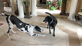 Great Dane Puppy Tries to Make Himself Smaller