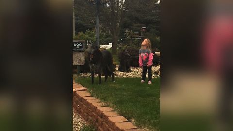 Little Girl Joins The Dog Pack