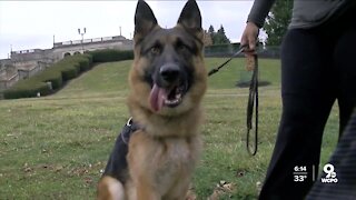 Local rescue dog trains as service dog for injured officer