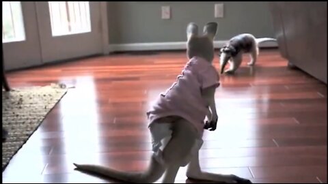Cute baby kangaroo playing.