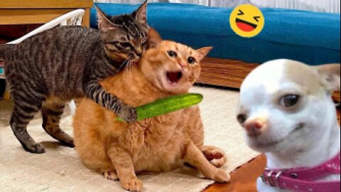 Funniest Dog And Cat Videos - Best Funny Animals Videos 😇