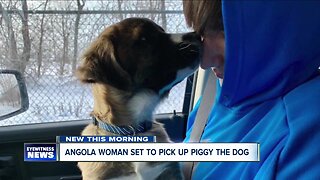 Angola woman set to pick up abused war pup from Buffalo airport Monday