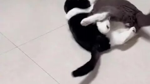 funny cats fighting video 😂😂