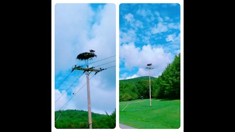 Osprey Hawk Singing From Its Nest