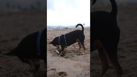 A Rottweiler dog in a pet harness digging ! funny dog short videos ! funny dog videos 2021 clean !