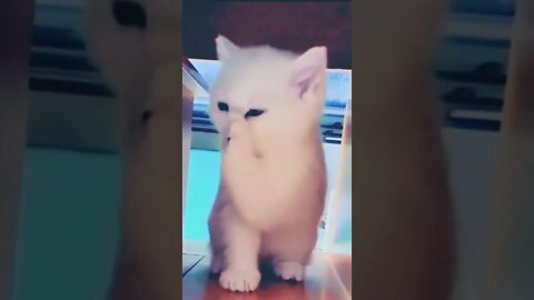 cute kitty cleaning herself