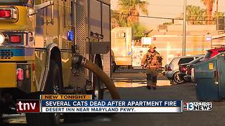 Several cats killed by apartment fire