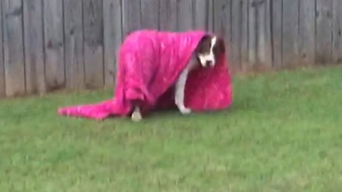 A Dog Runs Into A Wall Playing With A Blanket