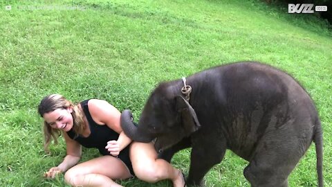 Cucciolo di elefante adora giocare con i turisti