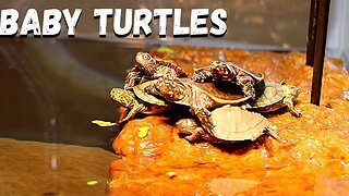 9 Cute Rare Baby Turtles