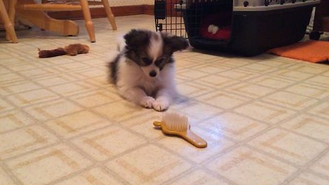 Puppy Scared and Confused By Brush