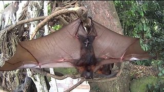 AMONG FRUIT BATS IN BALI - Furry flying foxes