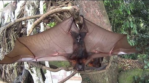 AMONG FRUIT BATS IN BALI - Furry flying foxes