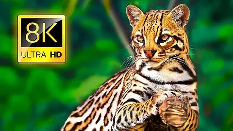 Ultimate Wild Animals Collection in 8K ULTRA HD