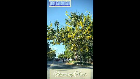 The Streets With The Most Flowering Trees