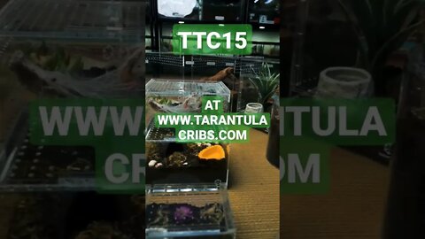 TARANTULA CRIBS HOLIDAY SALE!