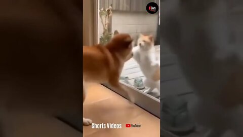 Cats and dogs fighting very funny Try not to laugh shorts