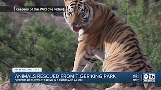 Animals rescued from Tiger King Park