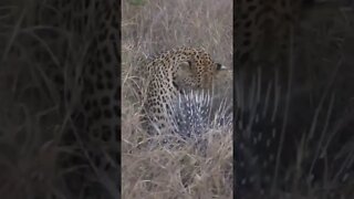 Leopard Attacks A Porcupine! #shorts