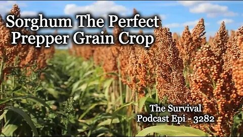 Sorghum the Perfect Prepper Grain - Epi-3282