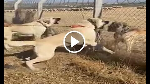 Kangal Shepherd Dogs Near Vs