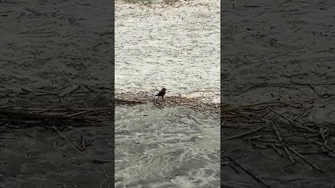 More Beach Birds