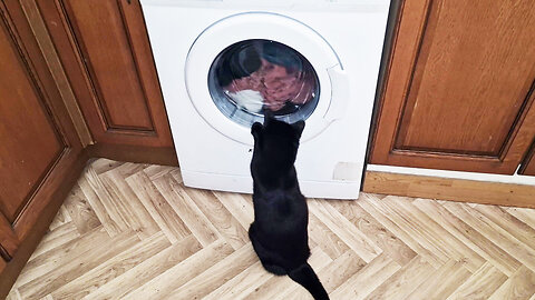 Luna is mesmerized by the washing machine