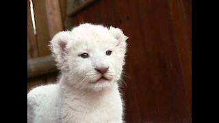 Sjelden hvit løveunge sett i Kruger Nasjonalpark