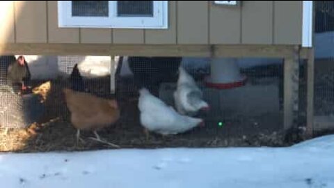 Les poules aussi deviennent folles devant un laser