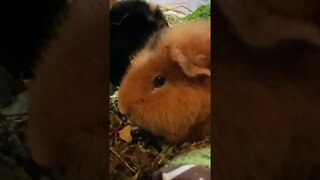 Guinea pigs Pepper and Tibby