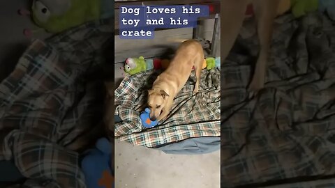Dog loves playing with his favourite toy ❤️