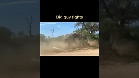 Elephant Fight (wildlife)