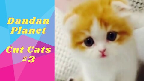 Dandan Planet - cute cats for you #3