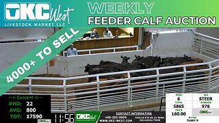 3/29/2023 - OKC West Feeder Calf Auction