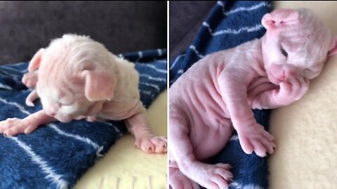 Cute newborn kitten trying to get up