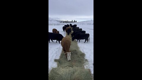 Feeding round bales