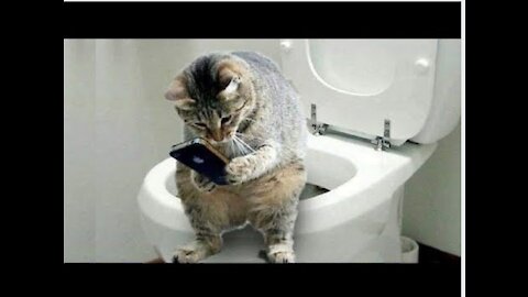 Ever seen a cat 🐈 🐈🐈🐈🐈 operating operating a mobile phone?????