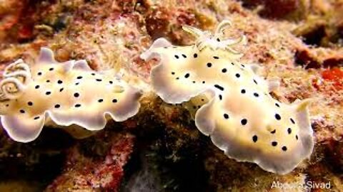 (Glossodoris rufomarginata) Caramel Nudibranch!