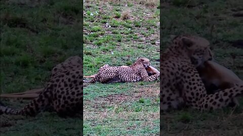 Cheetah Subduing A Big Impala #shorts | #ShortsAfrica | #Augdailyshorts