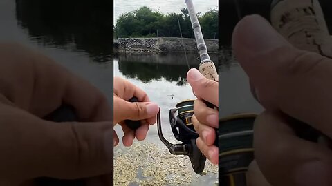 Peacock Bass Fight!