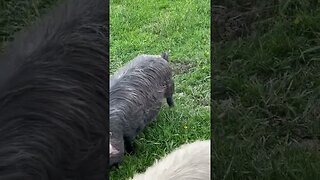 Spending some time with the pigs. | #farmlife #homesteading #farm #kunekune #shorts